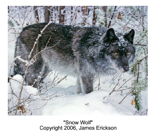 Snow Wolf